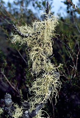 APII jpeg image of Usnea  © contact APII