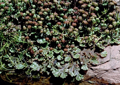 APII jpeg image of Marchantia polymorpha  © contact APII