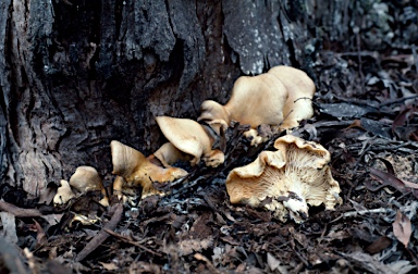 APII jpeg image of Omphalotus nidiformis  © contact APII