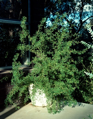 APII jpeg image of Grevillea 'Cascade'  © contact APII