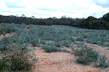 APII jpeg image of Eucalyptus polybractea  © contact APII