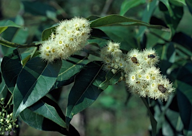 APII jpeg image of Eucalyptus deglupta  © contact APII