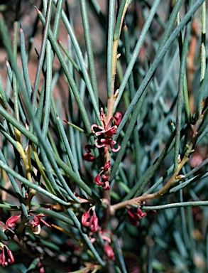 APII jpeg image of Hakea strumosa  © contact APII