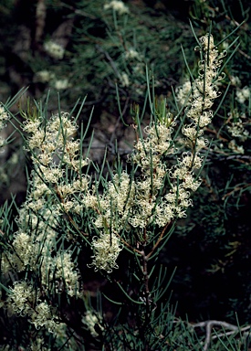 APII jpeg image of Hakea microcarpa  © contact APII