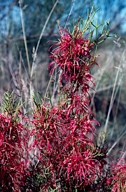 APII jpeg image of Hakea purpurea  © contact APII