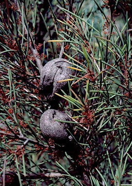 APII jpeg image of Hakea strumosa  © contact APII