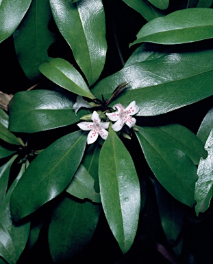 APII jpeg image of Myoporum obscurum  © contact APII