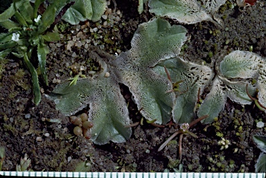 APII jpeg image of Riccia papulosa-glauca cf.  © contact APII