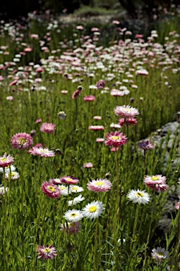 APII jpeg image of Rhodanthe chlorocephala subsp. rosea  © contact APII