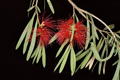 APII jpeg image of Callistemon phoeniceus  © contact APII