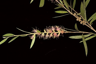 APII jpeg image of Callistemon 'Weir River'  © contact APII