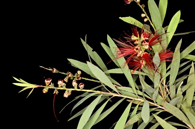 APII jpeg image of Callistemon viminalis 'Ayr'  © contact APII