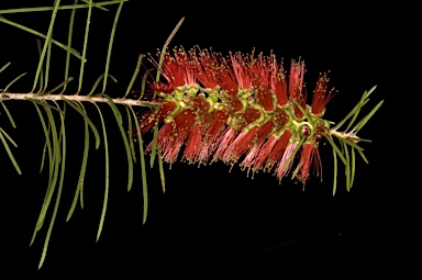 APII jpeg image of Callistemon linearis  © contact APII