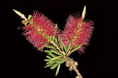 APII jpeg image of Callistemon 'Benjamin'  © contact APII