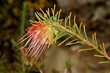 APII jpeg image of Darwinia masonii  © contact APII