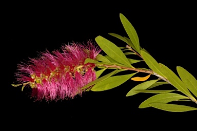 APII jpeg image of Callistemon polandii 'Peak Downs'  © contact APII