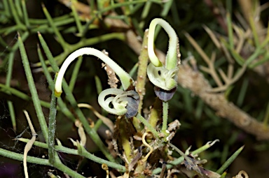 APII jpeg image of Hakea pulvinifera  © contact APII