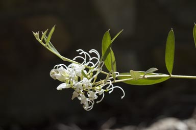 APII jpeg image of Grevillea sarissa subsp. sarissa  © contact APII