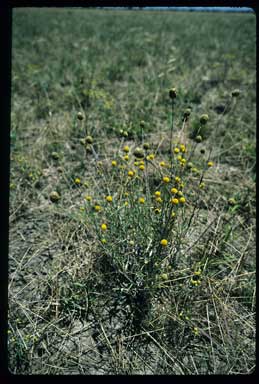 APII jpeg image of Pycnosorus chrysanthus  © contact APII