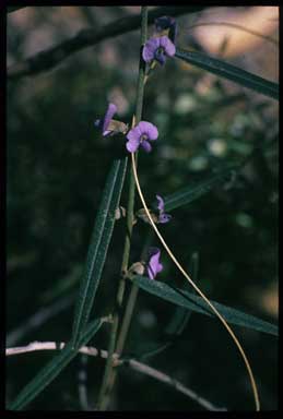 APII jpeg image of Hovea linearis  © contact APII