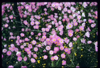 APII jpeg image of Rhodanthe manglesii  © contact APII