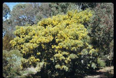 APII jpeg image of Acacia dealbata  © contact APII