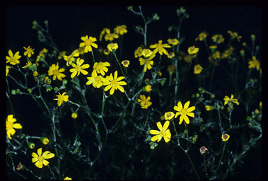 APII jpeg image of Senecio spanomerus  © contact APII