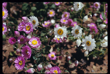 APII jpeg image of Rhodanthe manglesii  © contact APII