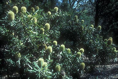 APII jpeg image of Banksia aemula  © contact APII