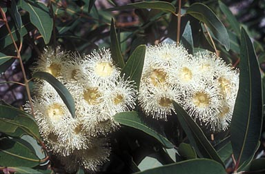 APII jpeg image of Angophora costata  © contact APII