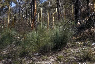 APII jpeg image of Xanthorrhoea resinosa  © contact APII