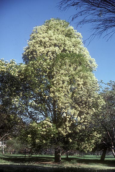 APII jpeg image of Flindersia australis  © contact APII