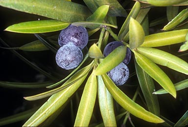 APII jpeg image of Podocarpus elatus  © contact APII