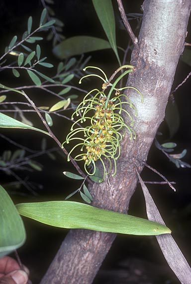 APII jpeg image of Hakea trineura  © contact APII