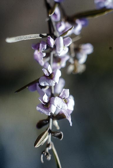 APII jpeg image of Hovea heterophylla  © contact APII