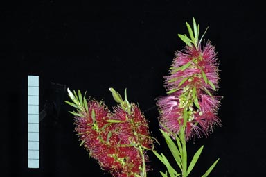 APII jpeg image of Callistemon 'Shannon'  © contact APII