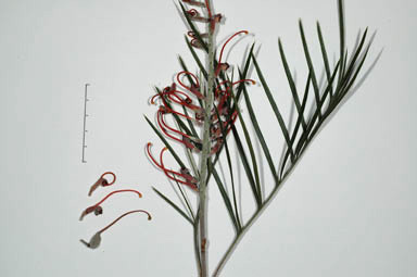 APII jpeg image of Grevillea 'Blood Orange'  © contact APII