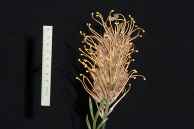 APII jpeg image of Grevillea 'Honey Barbara'  © contact APII