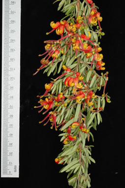 APII jpeg image of Grevillea 'Fire Cracker'  © contact APII