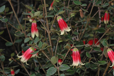 APII jpeg image of Correa 'Canberra Bells'  © contact APII