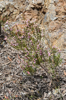 APII jpeg image of Boronia ruppii  © contact APII