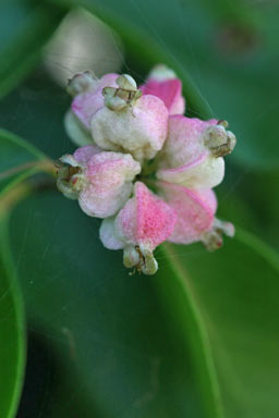 APII jpeg image of Backhousia tetraptera  © contact APII