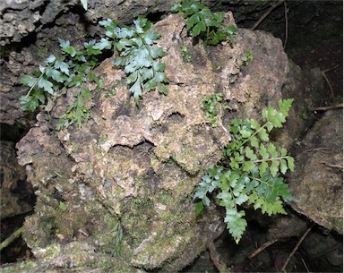 APII jpeg image of Asplenium listeri,<br/>Haplopteris elongata  © contact APII