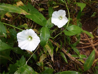 APII jpeg image of Calystegia affinis  © contact APII