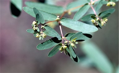 APII jpeg image of Euphorbia hyssopifolia  © contact APII