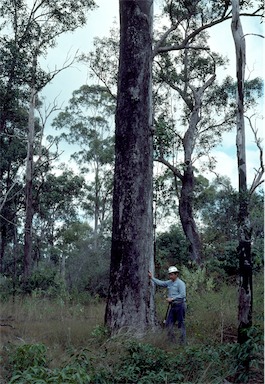 APII jpeg image of Eucalyptus howittiana  © contact APII