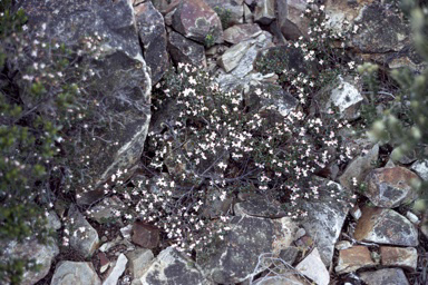 APII jpeg image of Boronia algida  © contact APII