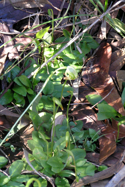 APII jpeg image of Pterostylis nutans 'y'  © contact APII