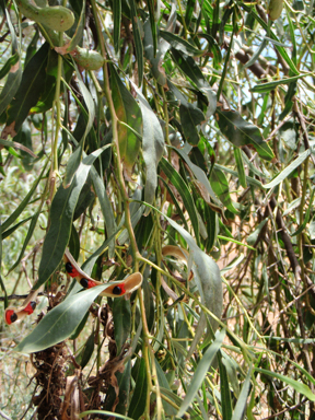 APII jpeg image of Tetratheca,<br/>Acacia salicina  © contact APII