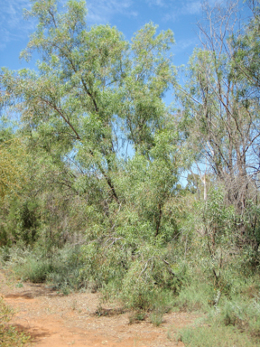 APII jpeg image of Banksia gardneri var. hiemalis,<br/>Acacia salicina  © contact APII